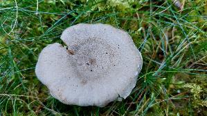 Blas--ser-Duft---Milchling_Lactarius-glyciosmus_20260922_104335.jpg