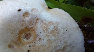 Blas--ser-Duft---Milchling_Lactarius-glyciosmus_20261005_121055.jpg