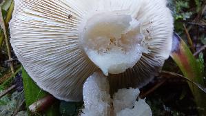 Blas--ser-Duft---Milchling_Lactarius-glyciosmus_20261005_121136.jpg