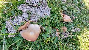 Blas--ser-Kraeuterseitling_Pleurotus-nebrodensis_20260921_111901.jpg