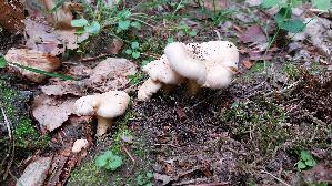 Blas--ser-Pfifferling_Cantharellus-pallidus_20260621_064947.jpg