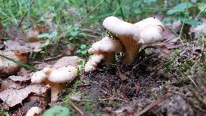 Blas--ser-Pfifferling_Cantharellus-pallidus_20260621_065000.jpg