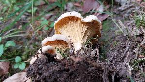 Blas--ser-Pfifferling_Cantharellus-pallidus_20260621_065100.jpg