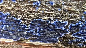 Blau--er-Rindenpilz_Terana-caerulea_20251211_110109.jpg
