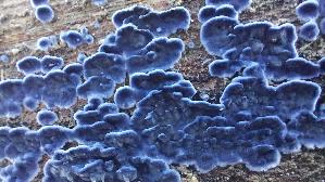 Blau--er-Rindenpilz_Terana-caerulea_20251211_112403.jpg