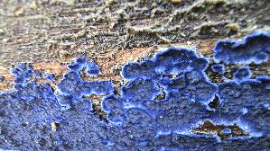 Blau--er-Rindenpilz_Terana-caerulea_20251211_112504.jpg