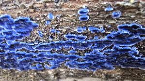 Blau--er-Rindenpilz_Terana-caerulea_20251211_112620.jpg