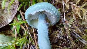 Blau--er-Traeuschling_Stropharia-caerulea_20251009_160118.jpg