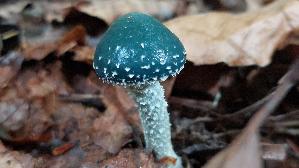 Blau--er-Traeuschling_Stropharia-caerulea_20251017_143245.jpg