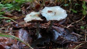 Blau--er-Traeuschling_Stropharia-caerulea_20261014_123757.jpg