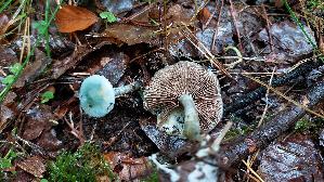 Blau--er-Traeuschling_Stropharia-caerulea_20261014_123837.jpg