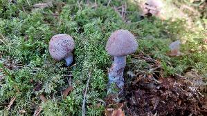 Blauberandeter-Seidenkopf_Cortinarius-azureovelatus_20260916_112023.jpg