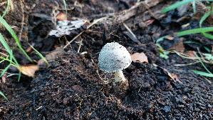 Blaugrau--er-Scheidling_Volvariella-caesiotincta_20261008_173855.jpg