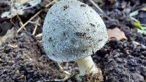 Blaugrau--er-Scheidling_Volvariella-caesiotincta_20261008_173910.jpg