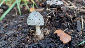 Blaugrau--er-Scheidling_Volvariella-caesiotincta_20261008_174018.jpg