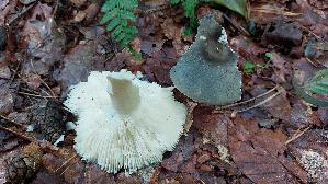Blaugruener-Reiftaeubling_Russula-parazurea_20250730_153201.jpg
