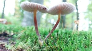 Blaustieliger-Dachpilz_Pluteus-chrysophaeus_20251016_140423.jpg