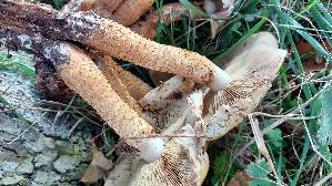 Bleicher-Schueppling_Pholiota-squarrosoides_20251030_113234.jpg