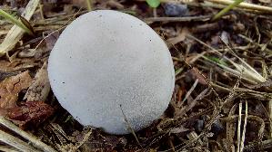 Bleigrau--er-Zwergbovist_Bovista-plumbea_20260902_122608.jpg