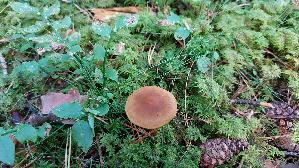 Blutblaettriger-Hautkopf_Cortinarius-semisanguineus_20250904_095906.jpg