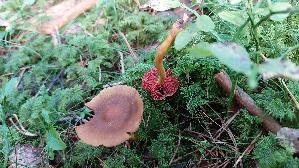 Blutblaettriger-Hautkopf_Cortinarius-semisanguineus_20250904_095941.jpg