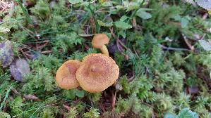 Blutblaettriger-Hautkopf_Cortinarius-semisanguineus_20250904_111446.jpg