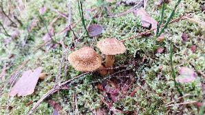Blutblaettriger-Hautkopf_Cortinarius-semisanguineus_20250930_124047.jpg