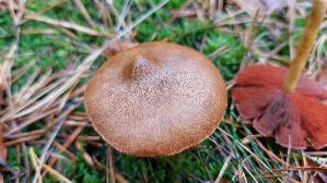 Blutblaettriger-Hautkopf_Cortinarius-semisanguineus_20251109_115823.jpg