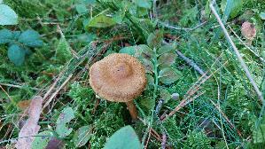 Blutblaettriger-Hautkopf_Cortinarius-semisanguineus_20260916_121356.jpg
