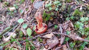Blutblaettriger-Hautkopf_Cortinarius-semisanguineus_20260917_112716.jpg