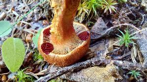 Blutblaettriger-Hautkopf_Cortinarius-semisanguineus_20260917_112728.jpg