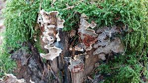 Blutender-Nadelholz---Schichtpilz_Stereum-sanguinolentum_20261019_142233.jpg