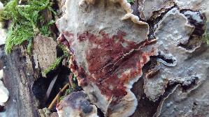 Blutender-Nadelholz---Schichtpilz_Stereum-sanguinolentum_20261019_142248.jpg