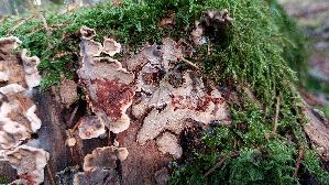 Blutender-Nadelholz---Schichtpilz_Stereum-sanguinolentum_20261019_142622.jpg