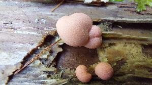 Blutmilchpilz_Lycogala-epidendrum_20260419_155850.jpg