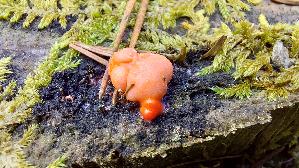 Blutmilchpilz_Lycogala-epidendrum_20260512_114044.jpg