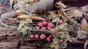 Blutmilchpilz_Lycogala-epidendrum_20260614_154149.jpg