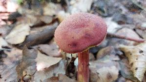 Blutroter-Filzroehrling_Hortiboletus-rubellus_20250725_112036.jpg