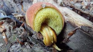 Blutroter-Filzroehrling_Hortiboletus-rubellus_20260706_120129.jpg
