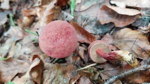 Blutroter-Filzroehrling_Hortiboletus-rubellus_20260903_134233.jpg