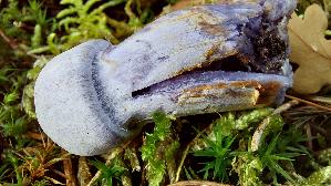 Bocks---Dickfuss_Cortinarius-camphoratus_20251105_131814.jpg