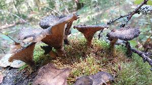 Borstiger-Knaeu--eling_Panus-neostrigosus_20260901_125110.jpg
