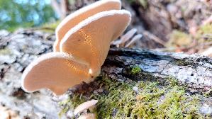 Borstiger-Knaeu--eling_Panus-neostrigosus_20260901_125830.jpg