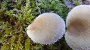 Borstiger-Knaeu--eling_Panus-neostrigosus_20260901_125915.jpg