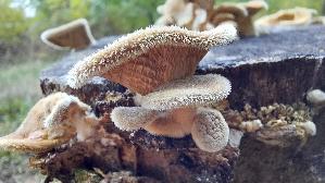 Borstiger-Knaeu--eling_Panus-neostrigosus_20260913_115243.jpg