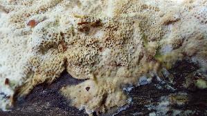 Braeunender-Phragmobasidienporling_Elmerina-caryae_20260820_154920.jpg