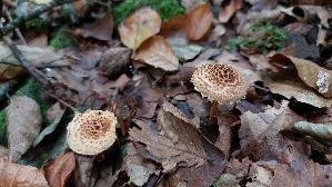 Braeunlicher-Schirmling_Lepiota-pseudolilacea_20251016_135118.jpg
