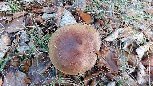 Brandiger-Ritterling_Tricholoma-ustale_20261019_153847.jpg