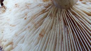 Brandiger-Ritterling_Tricholoma-ustale_20261019_153948.jpg