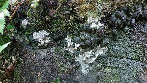 Brandkrustenpilz_Kretzschmaria-deusta_20260513_131549.jpg